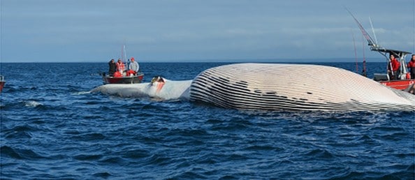 Fin whale discovered in QCL fishing grounds