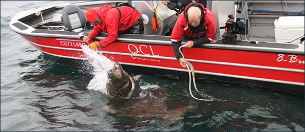 Our Halibut record is REALLY broken this time!