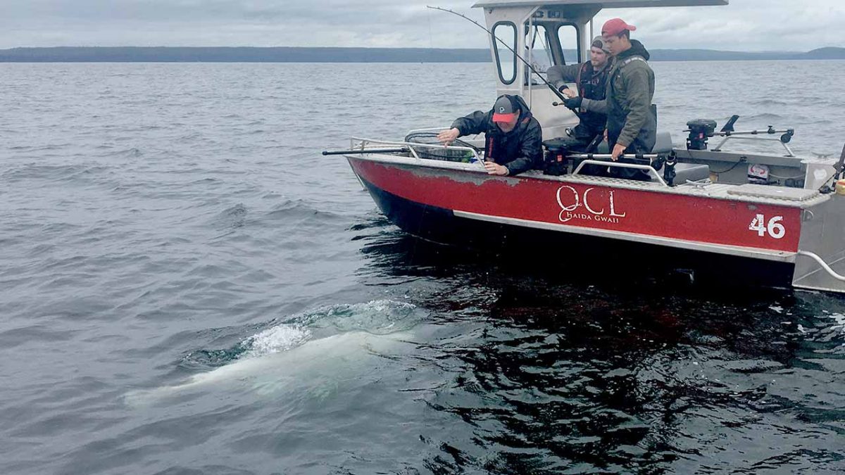 QCL Record Halibut 2017