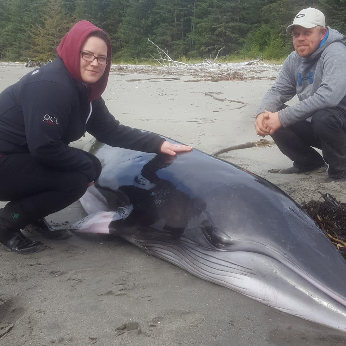 Minke whale calf