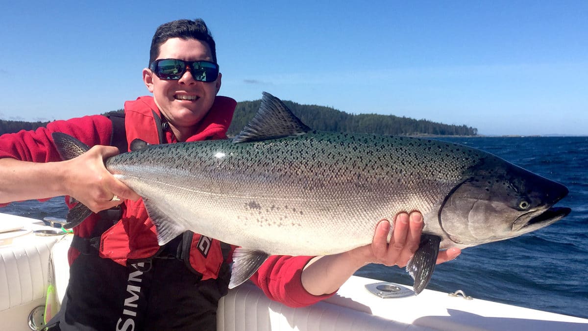 QCL Chinook salmon