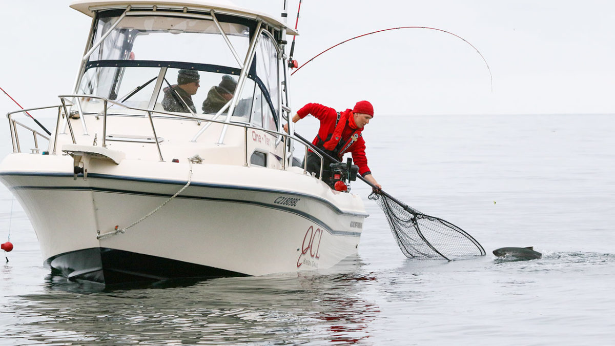 QCL salmon fishing
