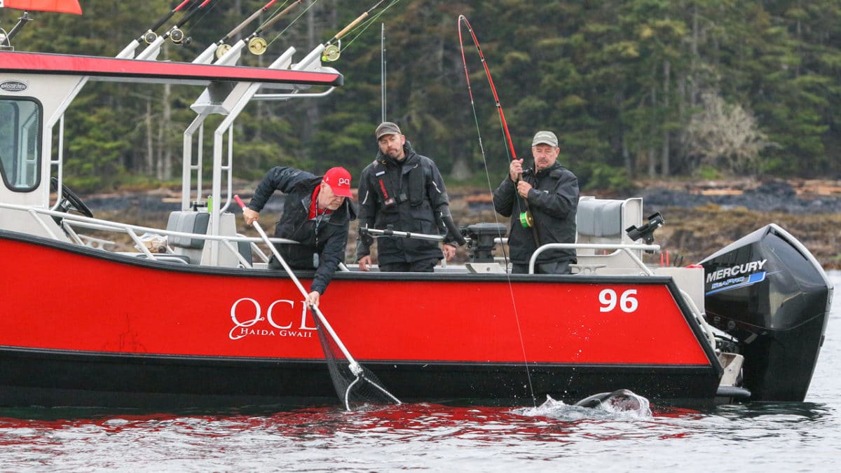QCL salmon fishing