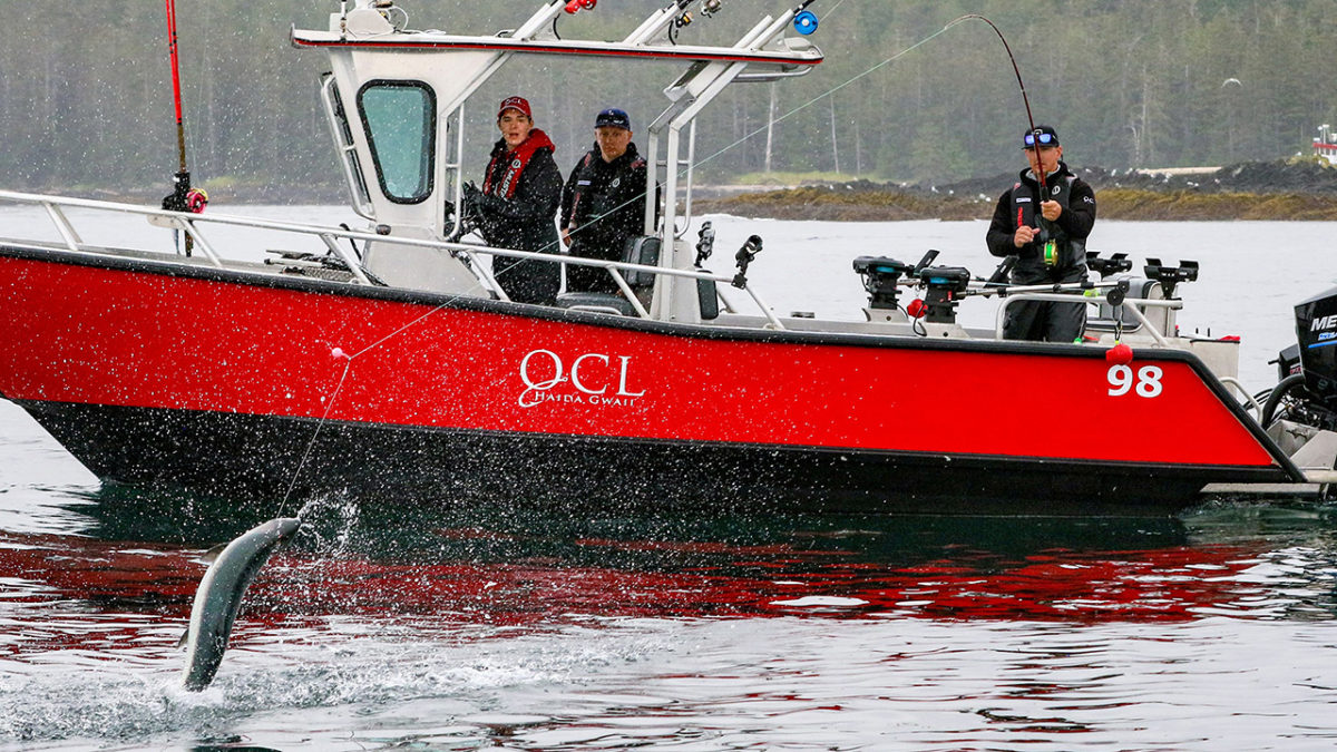 Great salmon action at QCL